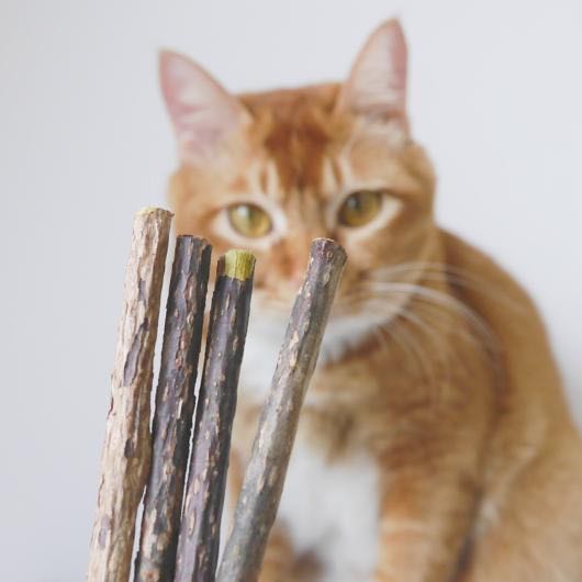 orange cant choosing matabi dental chew