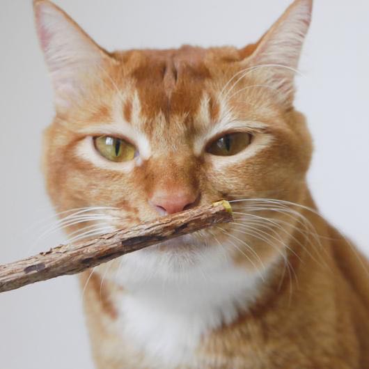 Organic matatabi cat dental chew sticks package