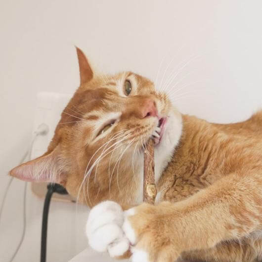 Cat chewing matatabi dental stick for natural dental care