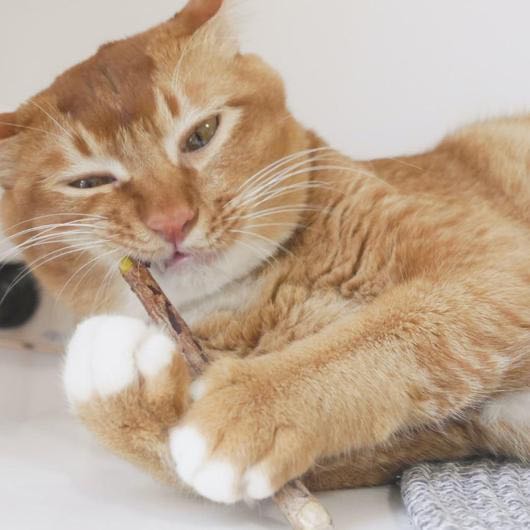 cat holding natural dental care matatabi stick